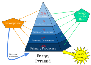 Pyramid of Ecology