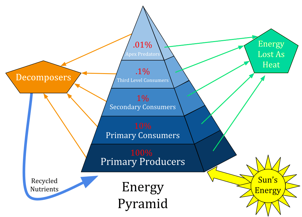 Pyramid of Ecology
