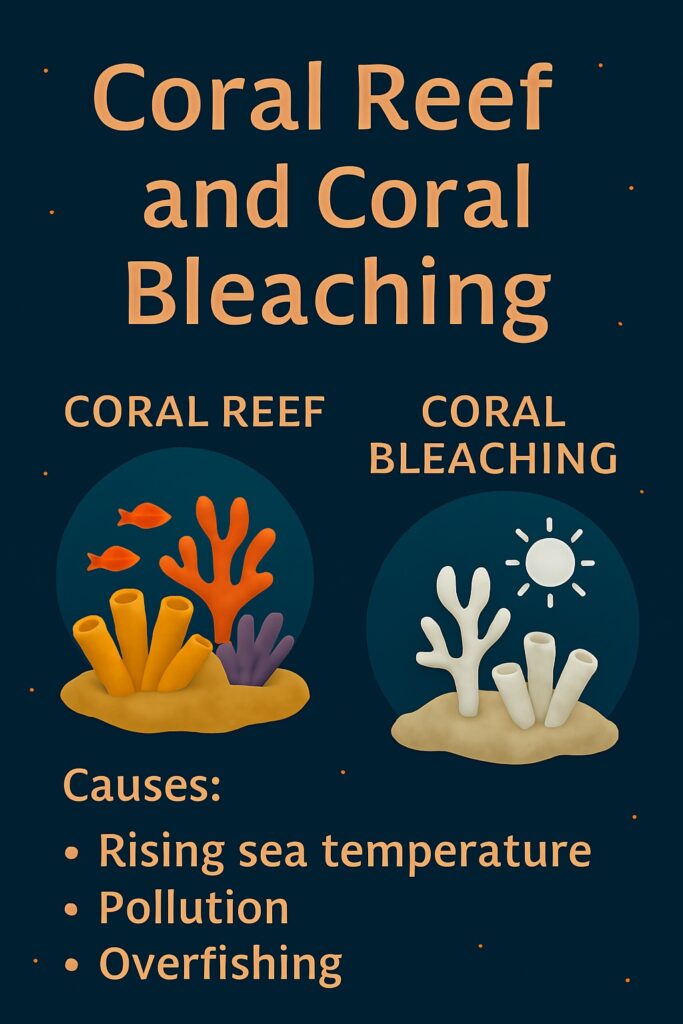 Coral Reef and Coral Bleaching