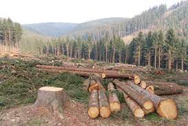 Problems of Deforestation and Conservation Measures