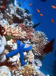 Coral Reefs in India