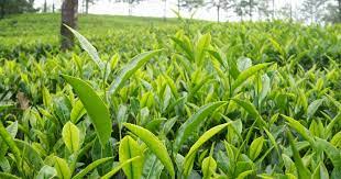 Tea Production in India