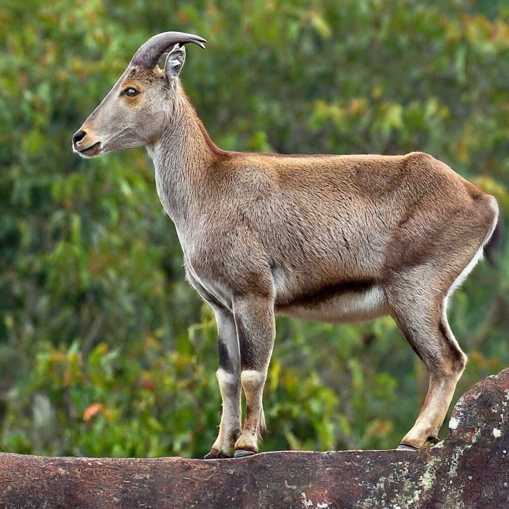 State Animal of Tamil Nadu