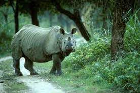 State Animal of Assam