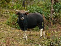 State Animal of Arunachal Pradesh