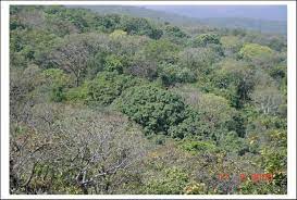 Tropical Moist Deciduous Forest