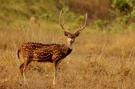 State Animal of Telangana