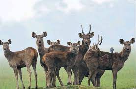 State Animal of Odisha
