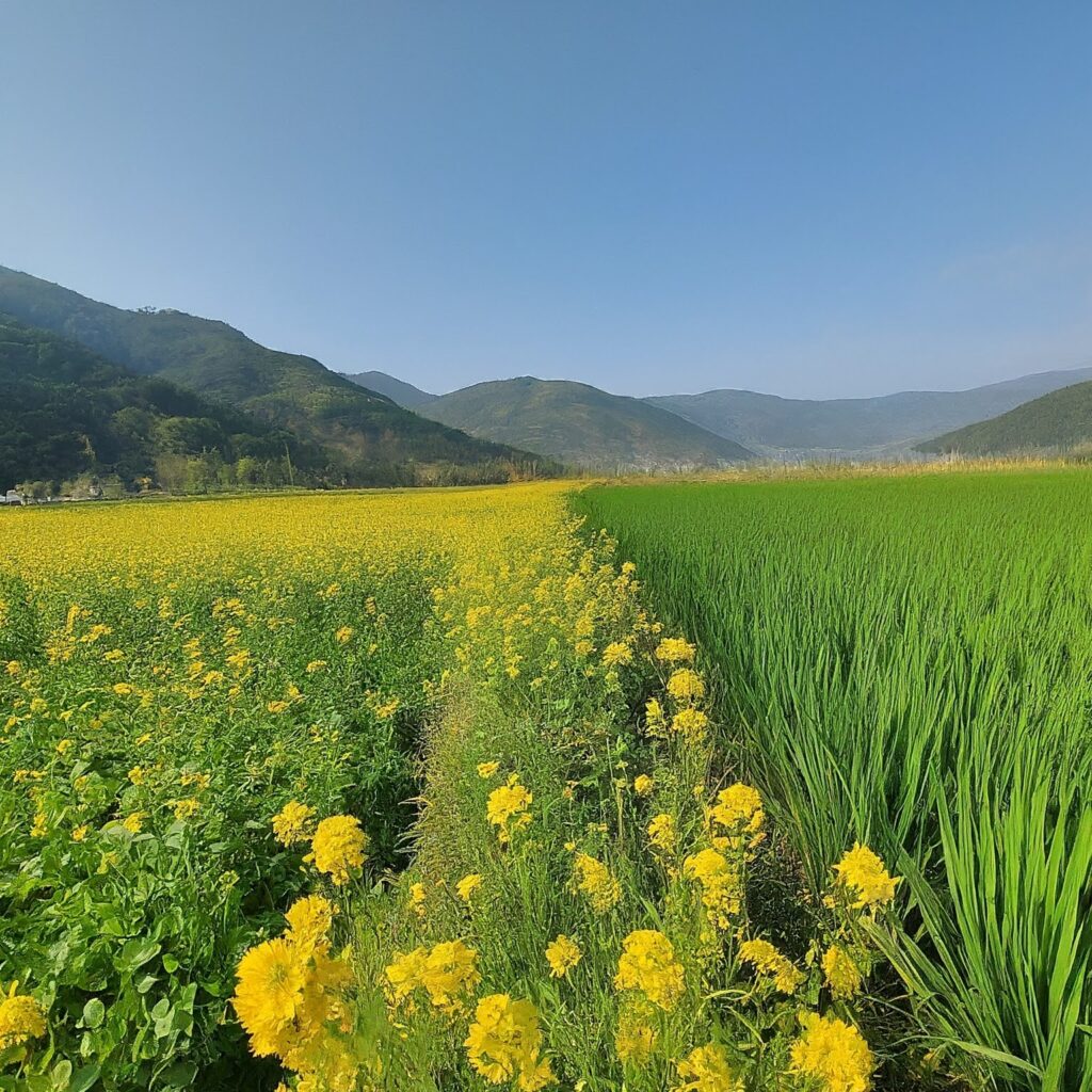 Mustard and Wheat