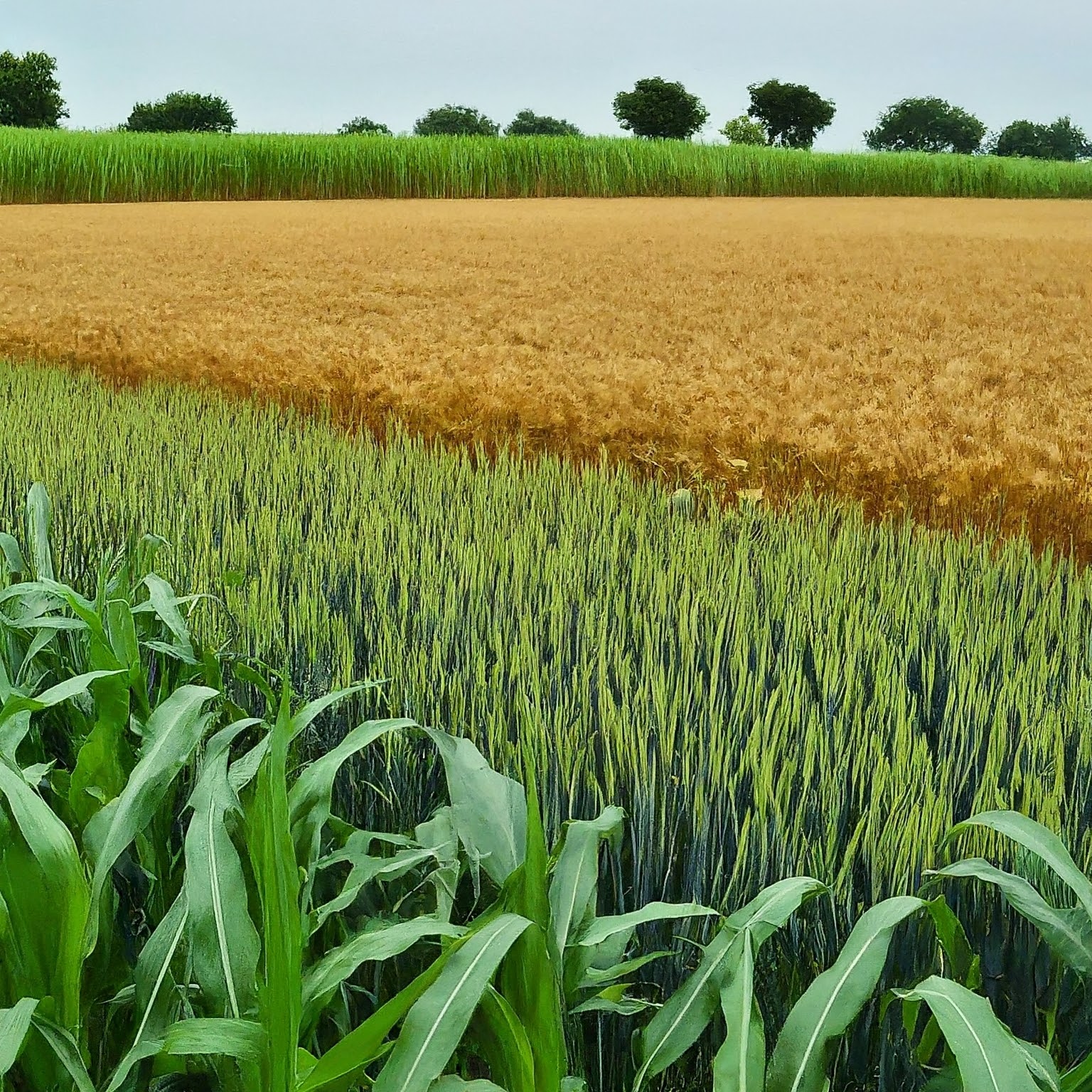 Wheat and Maize