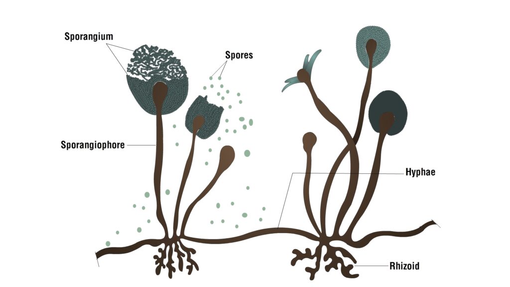 Fungi Spores