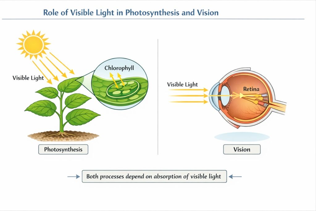 Photosynthesis and Visible Light