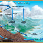 Sulfar Cycle